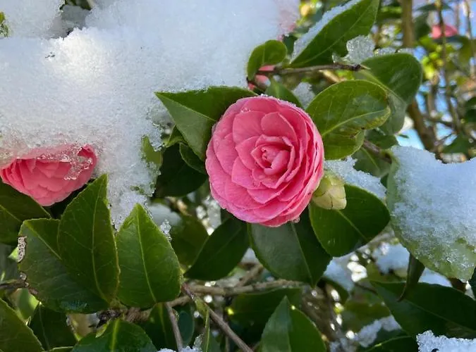 Anni バート・ツヴィッシェンアーン