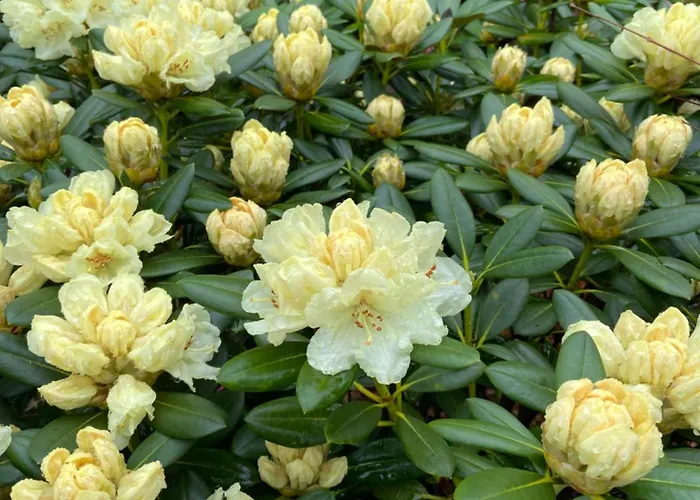 別荘 Anni バート・ツヴィッシェンアーン